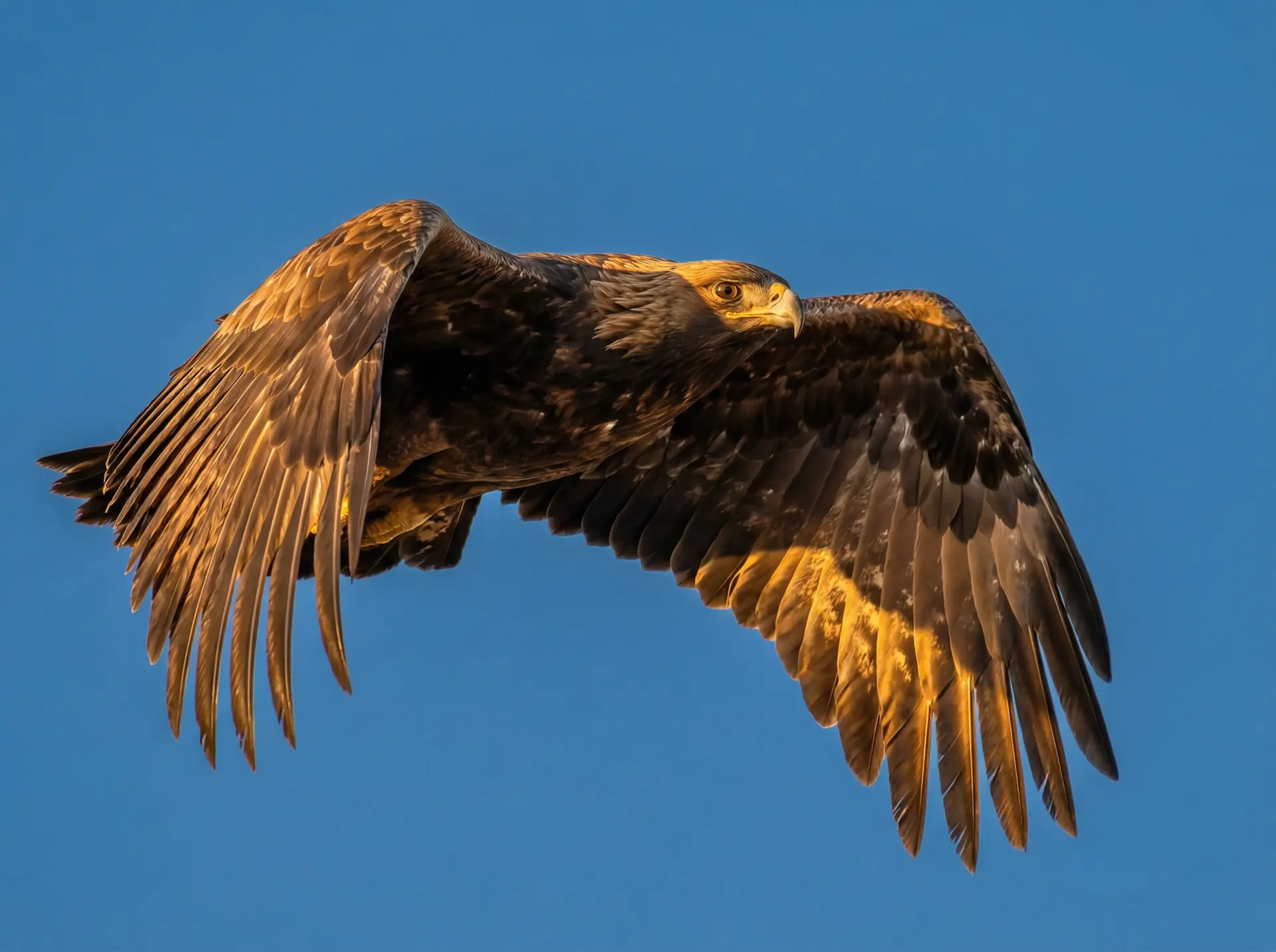 黄色软件大全下载18 精选 - 飞翔中的金雕野生动物摄影